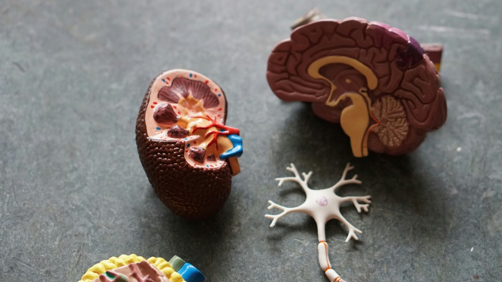 An image of a plastic anatomical brain, lung, and nerve laid out on a grey surface.